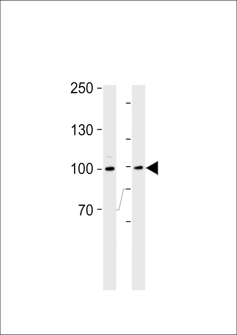Western blot analysis in Ramos cell line and mouse thymus tissue lysates (35ug/lane) .