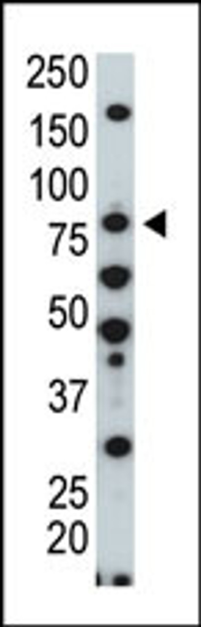 Antibody is used in Western blot to detect HUNK in NIH/3T3 cell lysate.