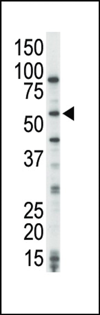Antibody is used in Western blot to detect COT in HeLa cell lysate.