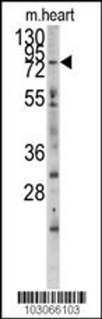 Western blot analysis of anti-MYLK3 Antibody in mouse heart tissue lysates (35ug/lane) .