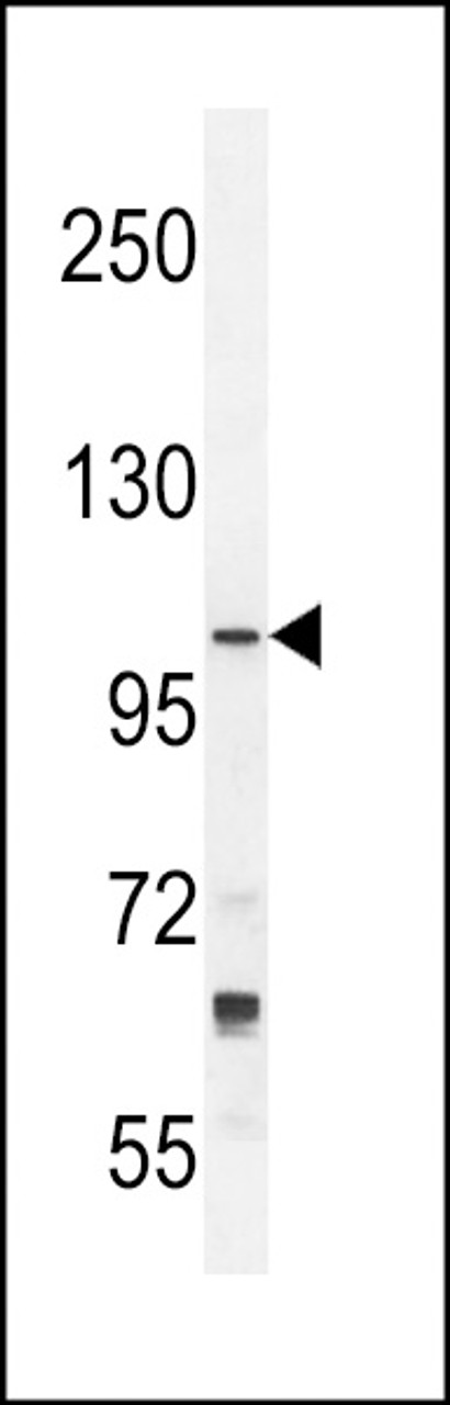 Western blot analysis in NCI-H292 cell line lysates (35ug/lane) .