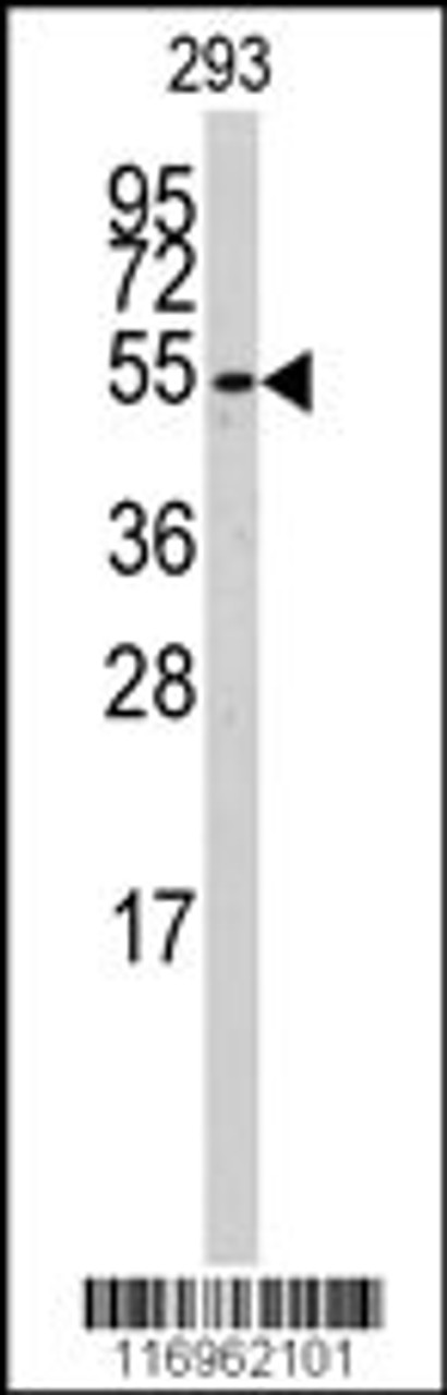 Western blot analysis of anti-CYP26B1 Antibody in 293 cell line lysates (35ug/lane) .