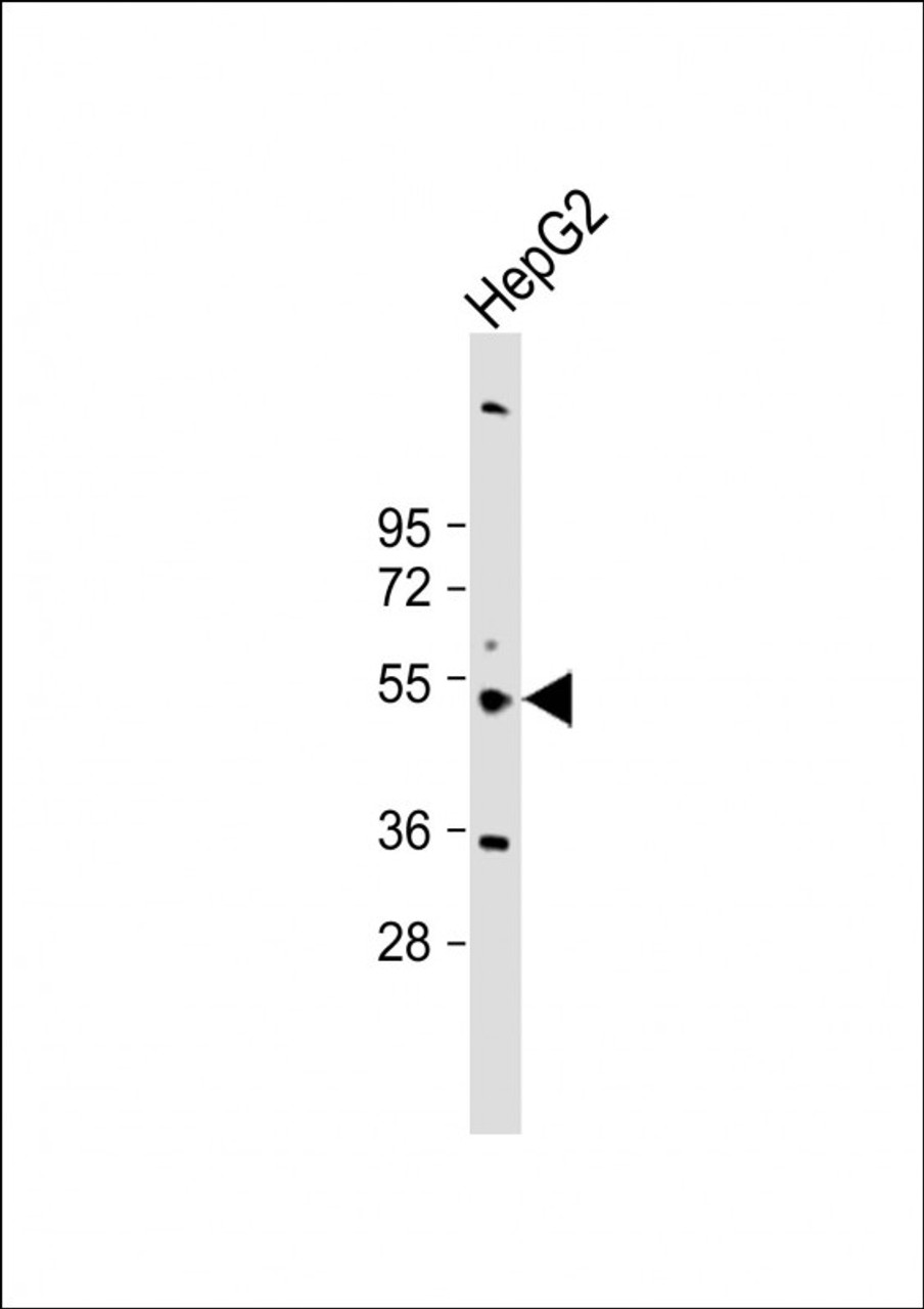 Western Blot at 1:2000 dilution + HepG2 whole cell lysate Lysates/proteins at 20 ug per lane.
