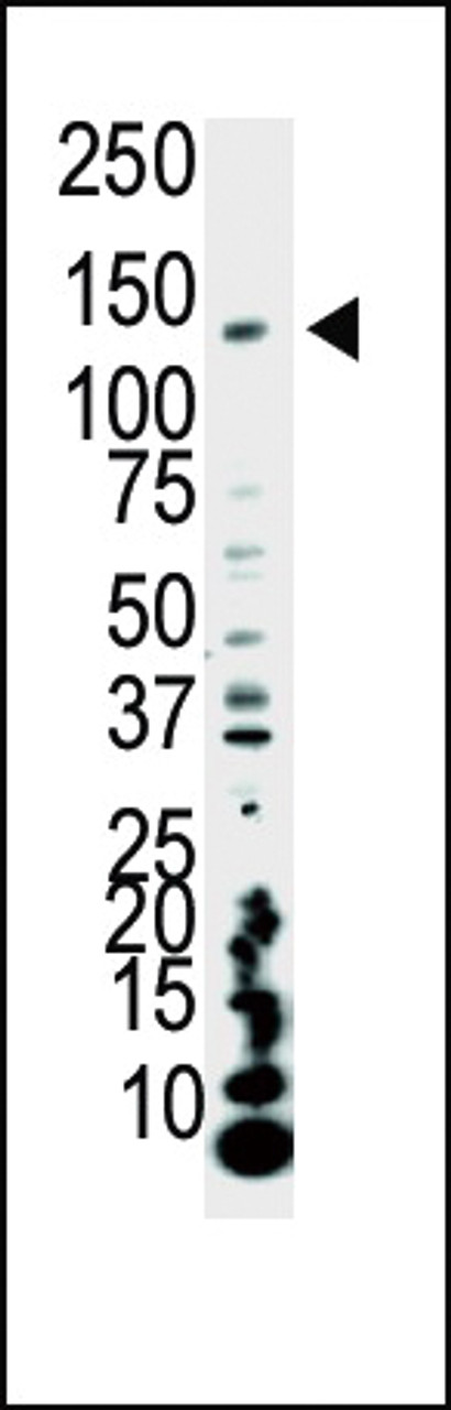 Western blot analysis of anti-PI3KCA Pab in HeLa cell lysate