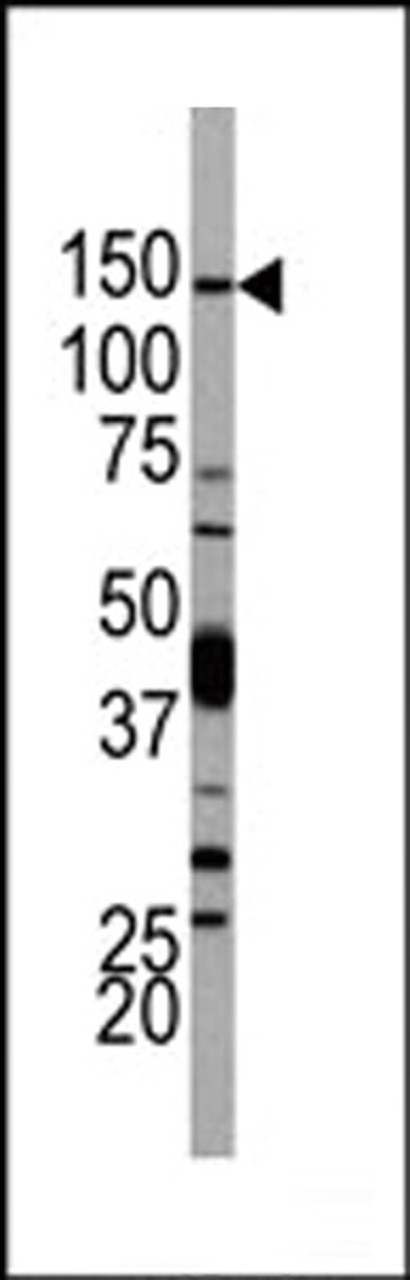 Western blot analysis of anti-PI3KCD Antibody Pab (AP8020d) in 293 cell line lysates.