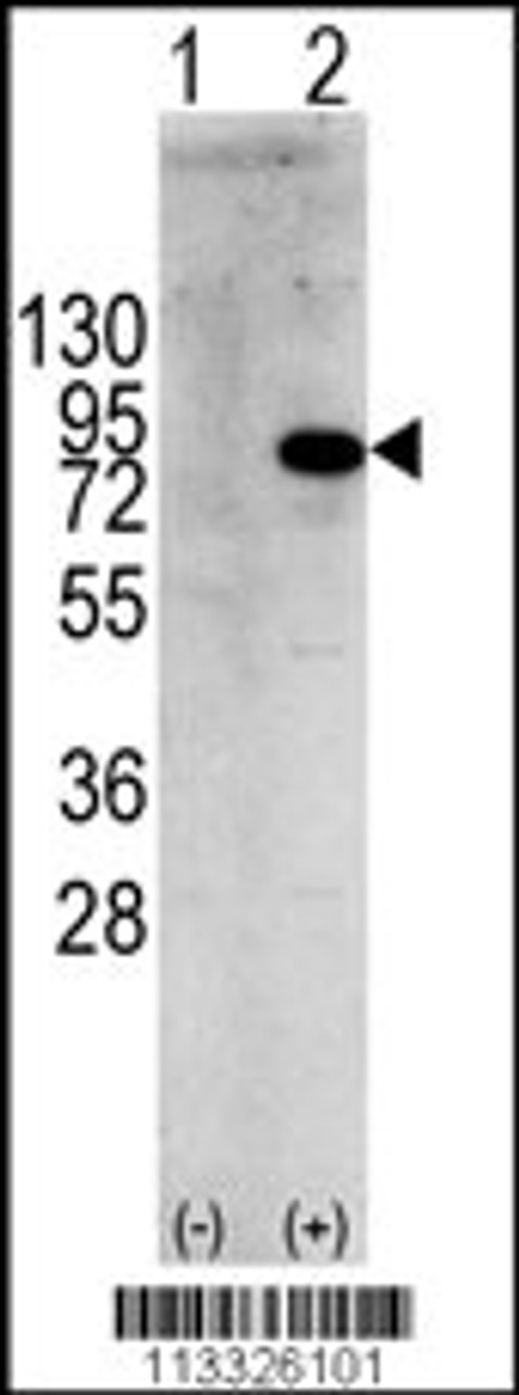 Western blot analysis of PIK3R1 using rabbit polyclonal PIK3R1 Antibody (Y580) using 293 cell lysates (2 ug/lane) either nontransfected (Lane 1) or transiently transfected with the PIK3R1 gene (Lane 2) .