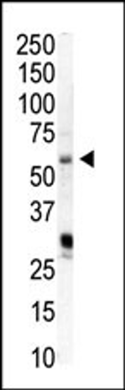 Western blot analysis of anti-PIP5K1A Pab in HeLa cell lysate