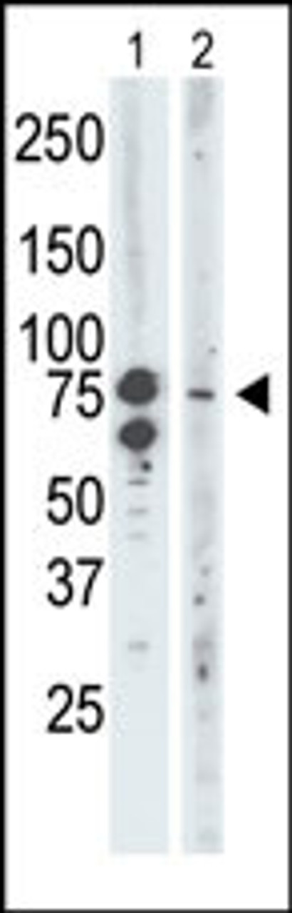 Antibody is used in Western blot to detect BRD3 in mouse brain tissue lysate (Lane 1) and Saos-2 cell lysate (Lane 2) .