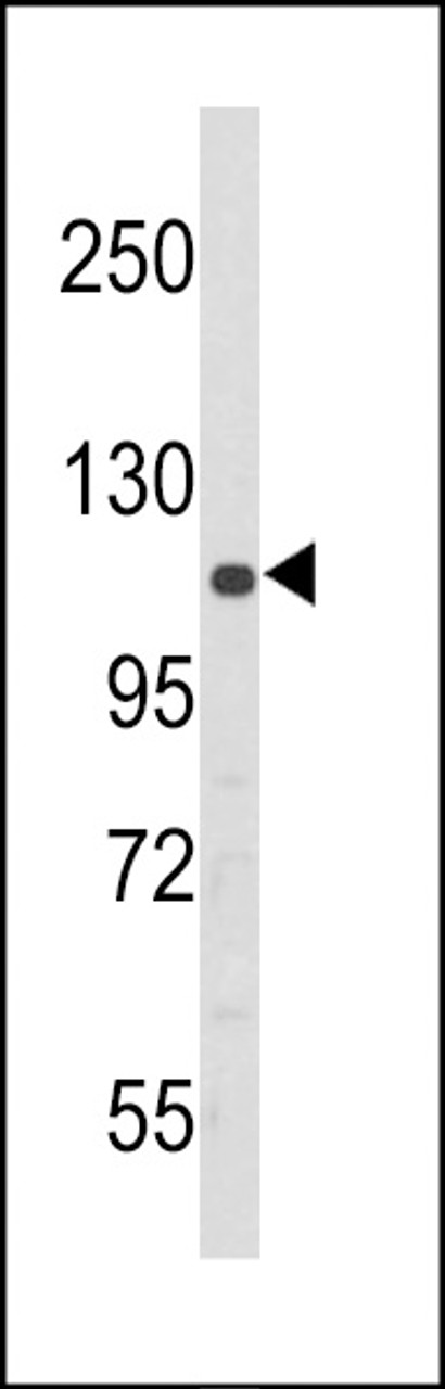 Western blot analysis of in 293 cell line lysates (35ug/lane)