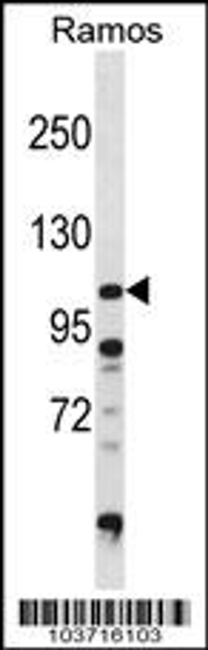 Western blot analysis in Ramos cell line lysates (35ug/lane) .