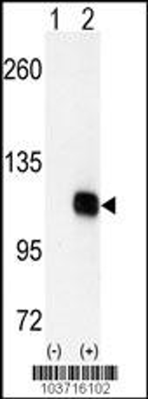 Western blot analysis of DGKZ using DGKZ Antibody using 293 cell lysates (2 ug/lane) either nontransfected (Lane 1) or transiently transfected with the DGKZ gene (Lane 2) .