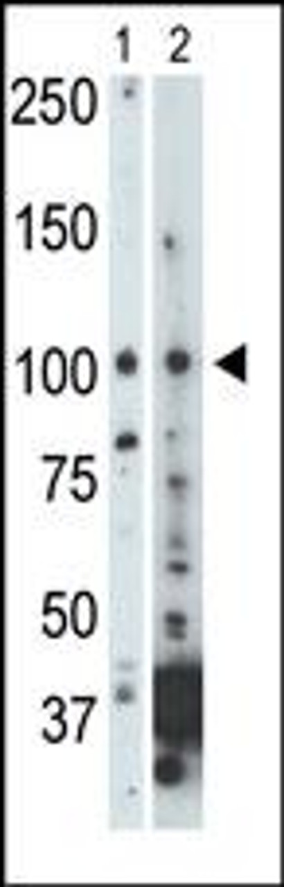 Antibody is used in Western blot to detect NEK9 in 293 cell lysate (Lane 1) and mouse heart tissue lysate (Lane 2) .
