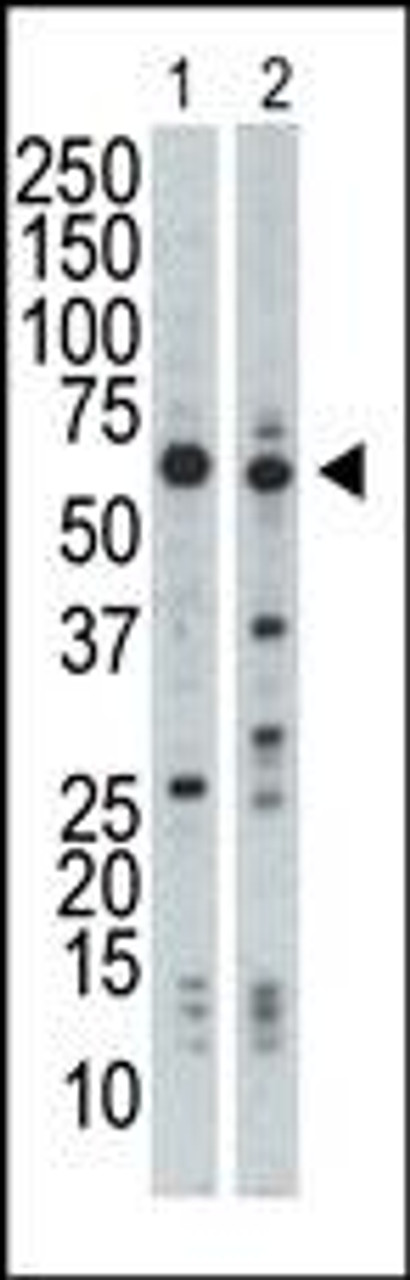 Western blot analysis of anti-NRBP Pab in HL-60 cell lysate (Lane 1) and mouse brain tissue lysate (Lane 2)