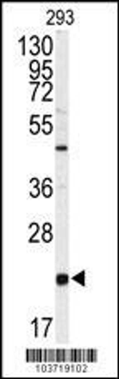Western blot analysis of anti-PBP Antibody Antibody in 293 cell line lysates (35ug/lane)