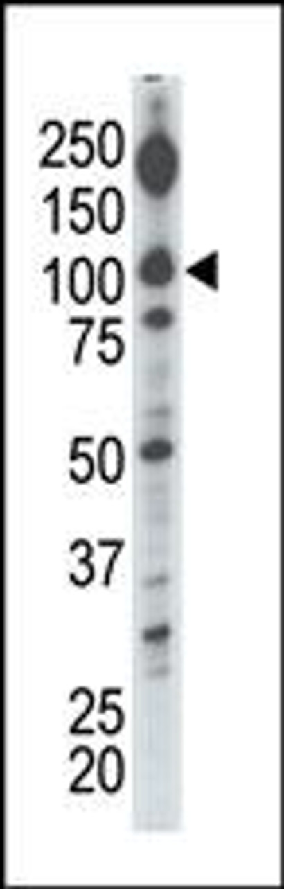 Antibody is used in Western blot to detect DGKI in mouse cerebellum tissue lysate.