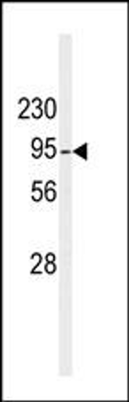 Western blot analysis of anti-hDGKB-T787 Pab in mouse liver tissue lysate.