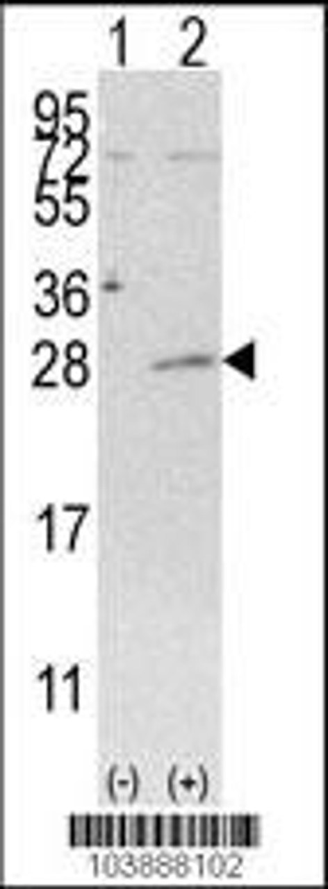 Western blot analysis of AK3 using rabbit polyclonal AK3 Antibody (C-term H38) using 293 cell lysates (2 ug/lane) either nontransfected (Lane 1) or transiently transfected with the AK3 gene (Lane 2) .