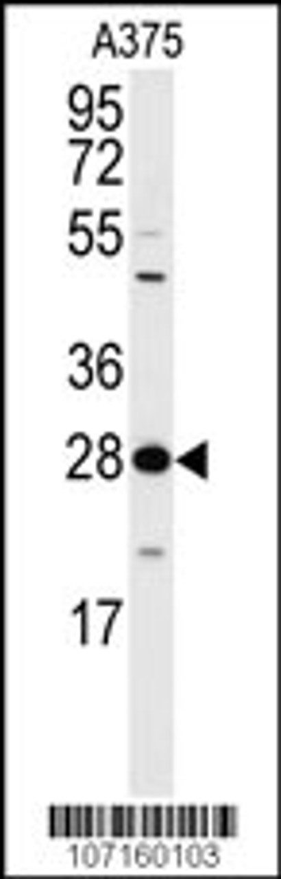 Western blot analysis of anti-14-3-3 protein zeta/delta Anbtibody (T232) in A375 cell line lysates (35ug/lane)