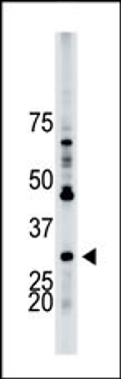 Antibody is used in Western blot to detect YWHAB in HL-60 cell lysate.