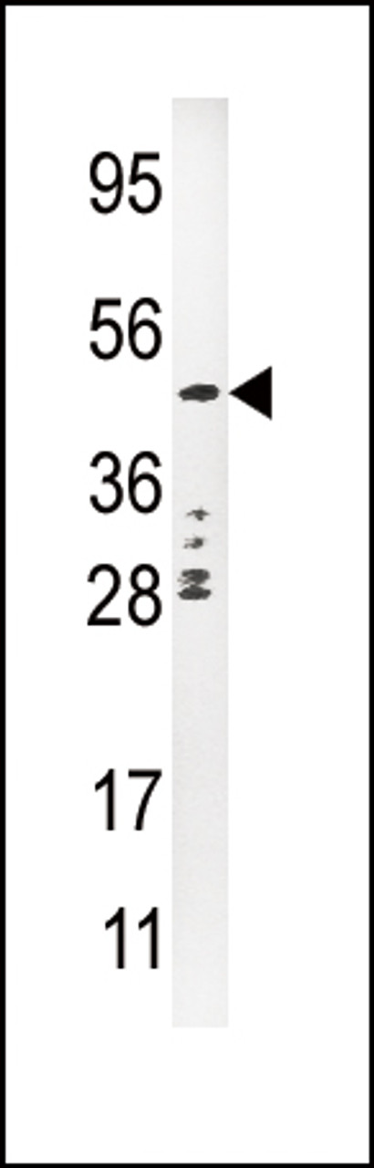 Western blot analysis of anti-PLAU Pab in CEM cell line lysate (35ug/lane)