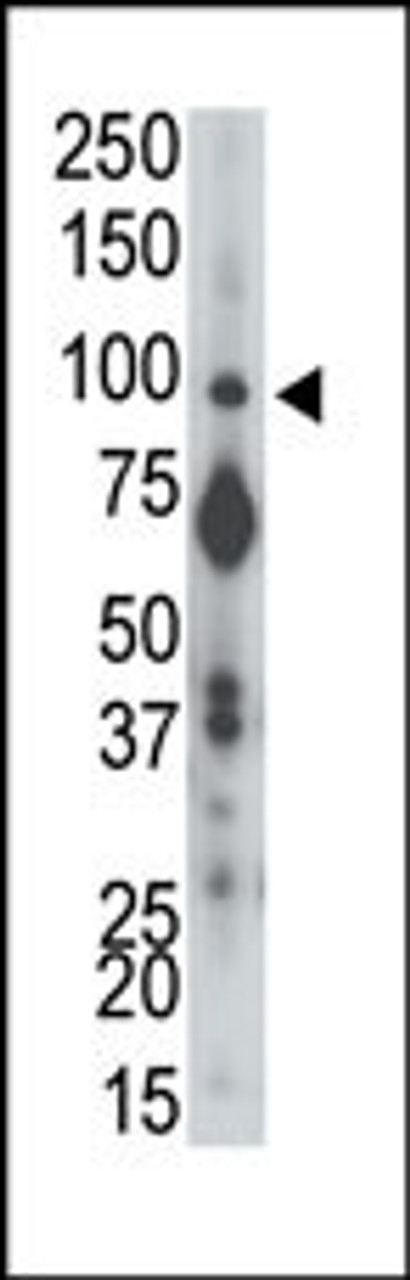 Antibody is used in Western blot to detect PTPalpha in mouse brain tissue lysate.