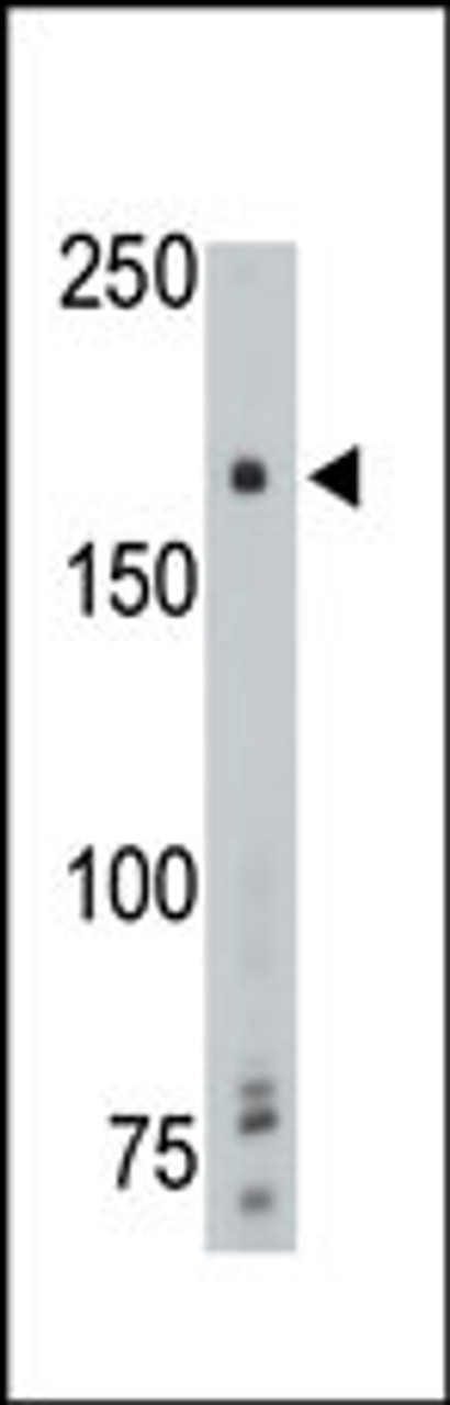 Antibody is used in Western blot to detect PTPgamma in mouse brain tissue lysate.