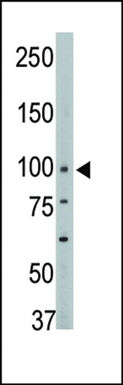 Antibody is used in Western blot to detect PTPH1 in mouse brain tissue lysate.
