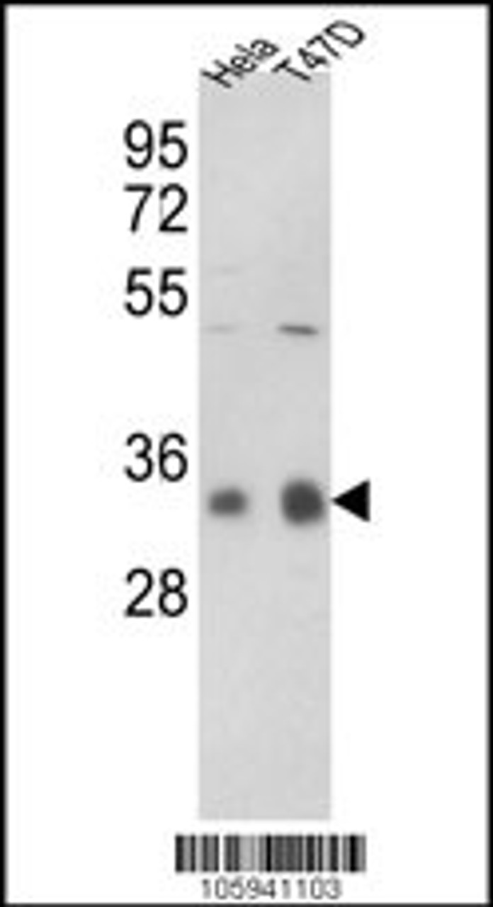 Western blot analysis of hPPP1CC-A306 in Hela, T47D cell line lysates (35ug/lane)