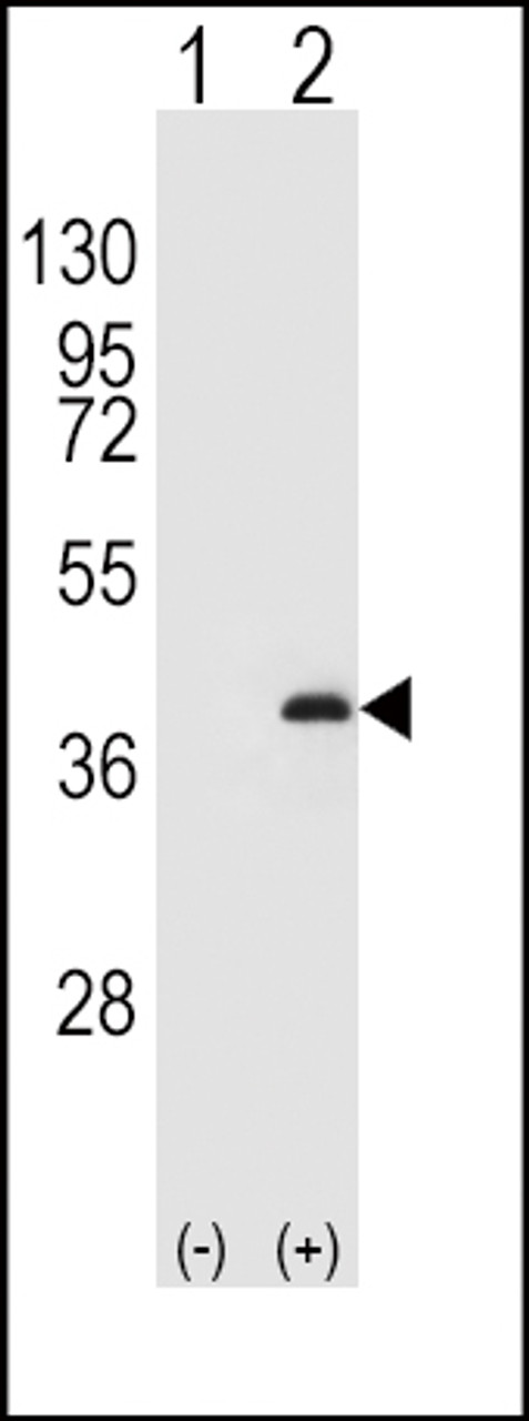 Western blot analysis of PPP1CB using rabbit polyclonal PPP1CB Antibody (K301) using 293 cell lysates (2 ug/lane) either nontransfected (Lane 1) or transiently transfected (Lane 2) with the PPP1CB gene.