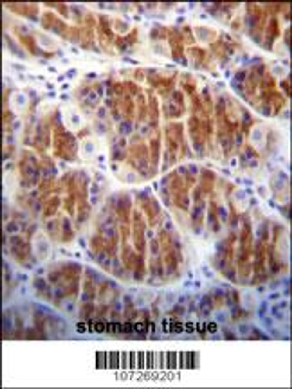 Cdc14 Antibody immunohistochemistry analysis in formalin fixed and paraffin embedded human stomach tissue followed by peroxidase conjugation of the secondary antibody and DAB staining.