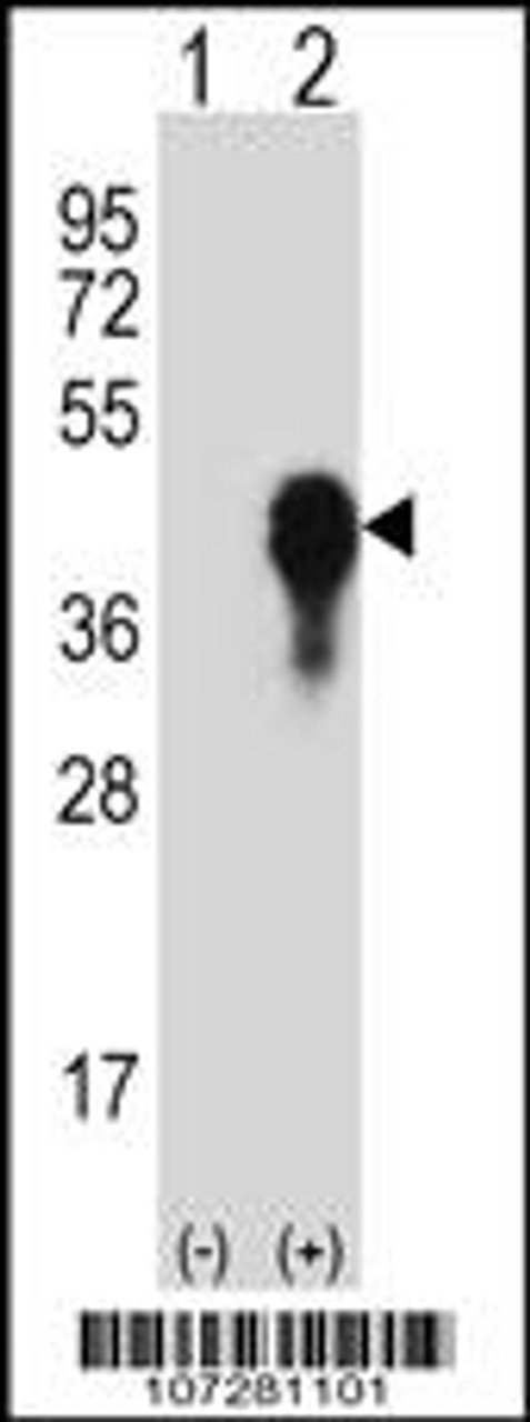 Western blot analysis of MKP3 using rabbit polyclonal MKP3-His6 Antibody using 293 cell lysates (2 ug/lane) either nontransfected (Lane 1) or transiently transfected (Lane 2) with the MKP3 gene.