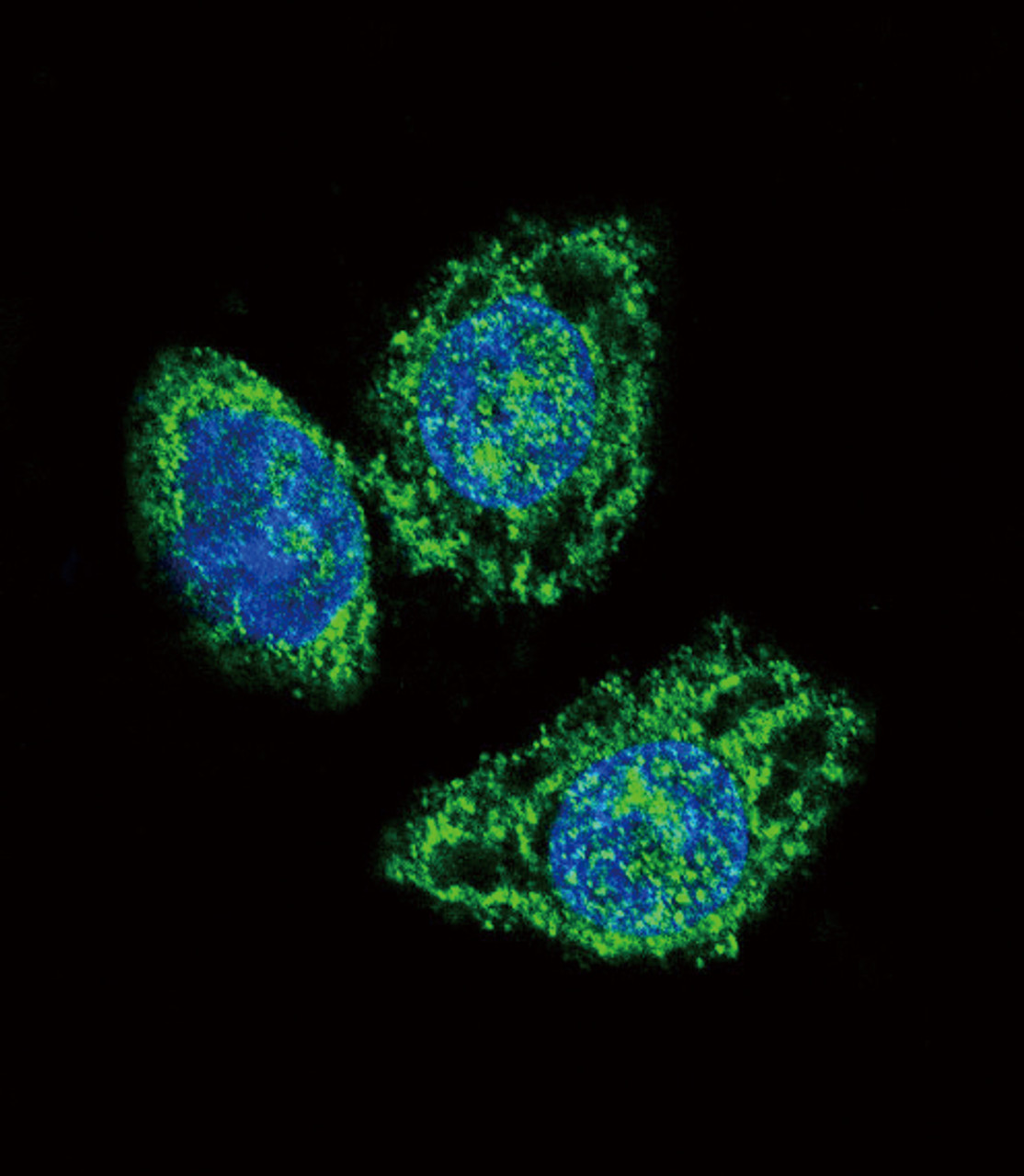 Confocal immunofluorescent analysis of DUSP6 Antibody with Hela cell followed by Alexa Fluor 488-conjugated goat anti-rabbit lgG (green) . DAPI was used to stain the cell nuclear (blue) .