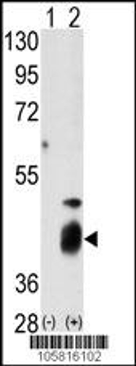 Western blot analysis of DUSP7 using DUSP7 Antibody using 293 cell lysates (2 ug/lane) either nontransfected (Lane 1) or transiently transfected with the DUSP7 gene (Lane 2) .