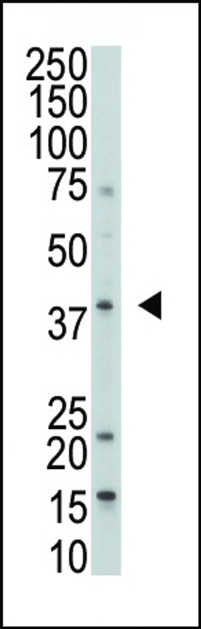 Antibody is used in Western blot to detect DUSP1 in 293 cell lysate.