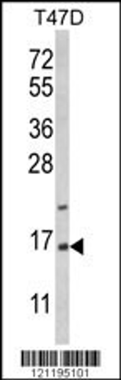 Western blot analysis of PEA-15 Antibody in T47D cell line lysates (35ug/lane)