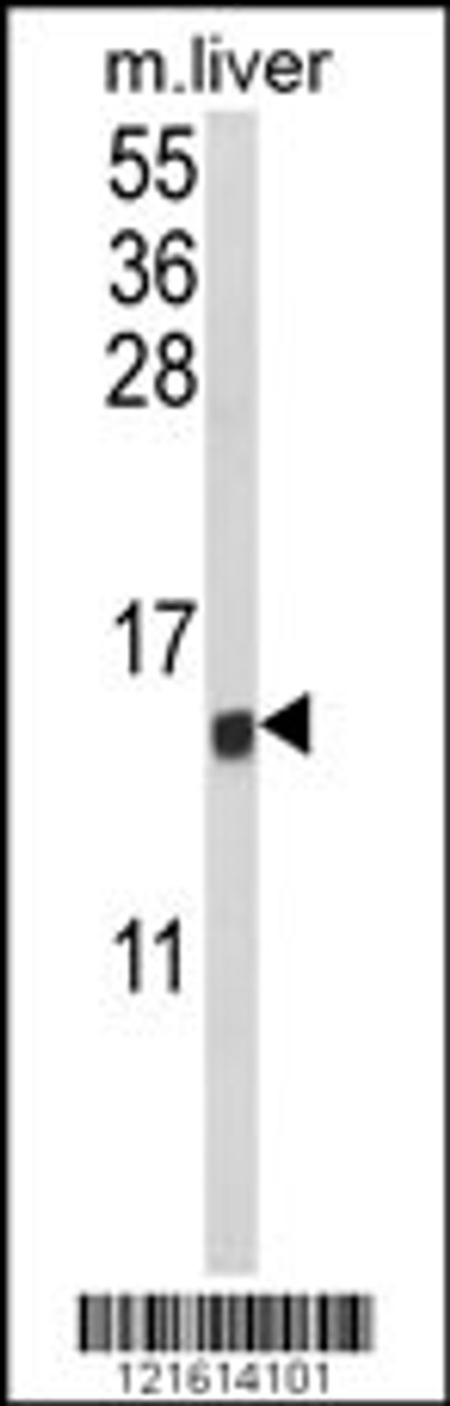 Western blot analysis of CCL3 Antibody in mouse liver tissue lysates (35ug/lane)