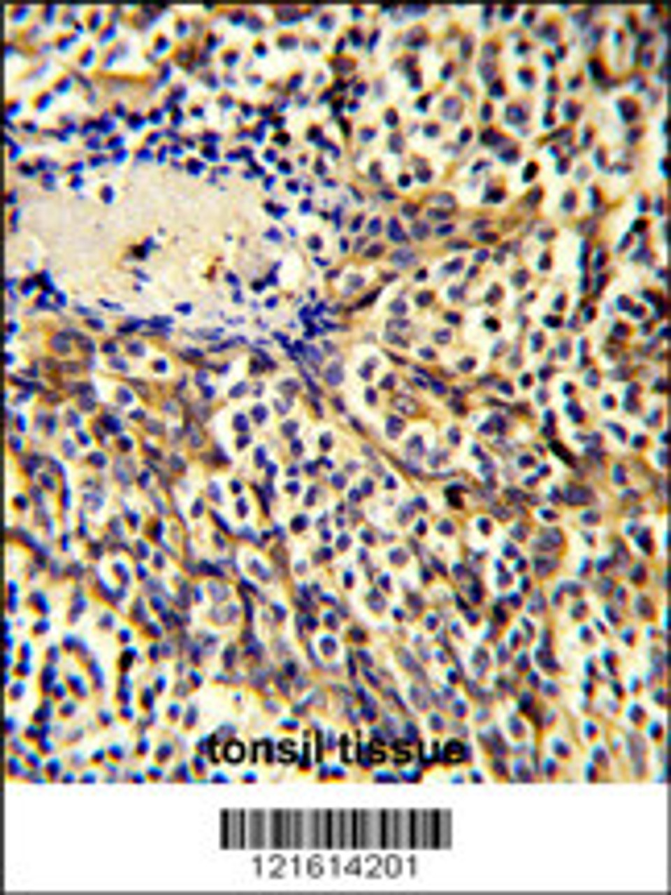 Formalin-fixed and paraffin-embedded human tonsil tissue reacted with CCL3 Antibody, which was peroxidase-conjugated to the secondary antibody, followed by DAB staining.