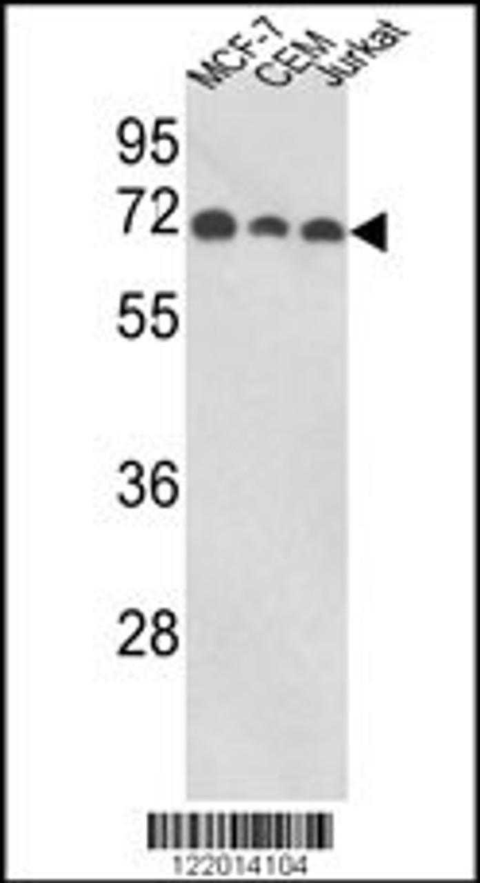 Western blot analysis of ABI1 Antibody in MCF-7, CEM, Jurkat cell line lysates (35ug/lane)