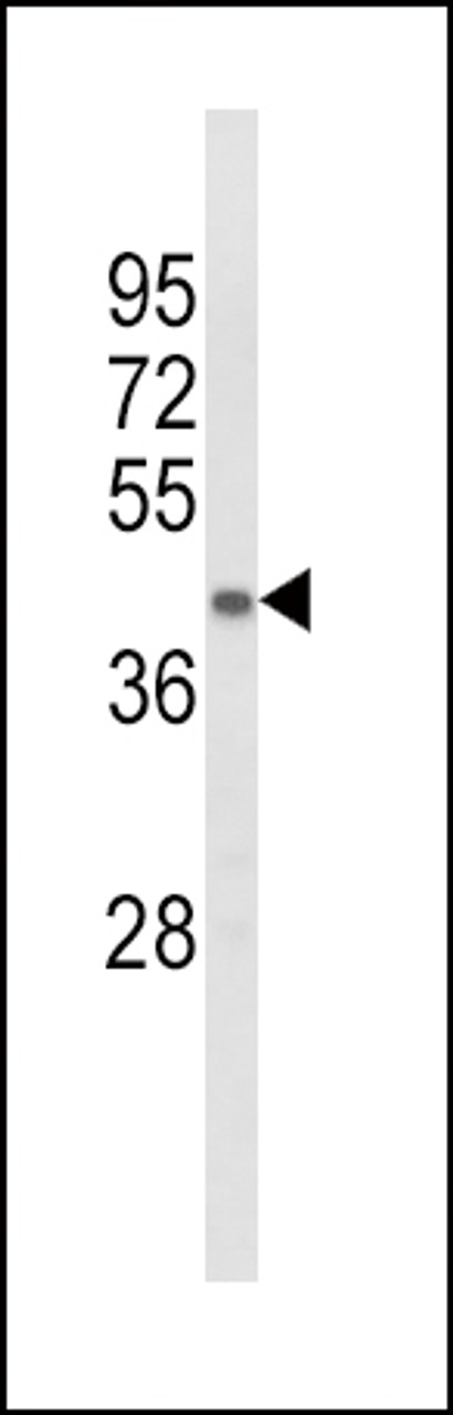 Western blot analysis of ACADL Antibody in mouse kidney tissue lysates (35ug/lane)