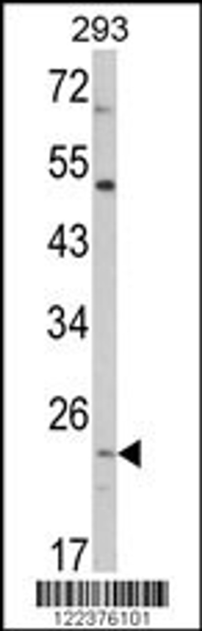 Western blot analysis of ATP5O Antibody in 293 cell line lysates (35ug/lane)