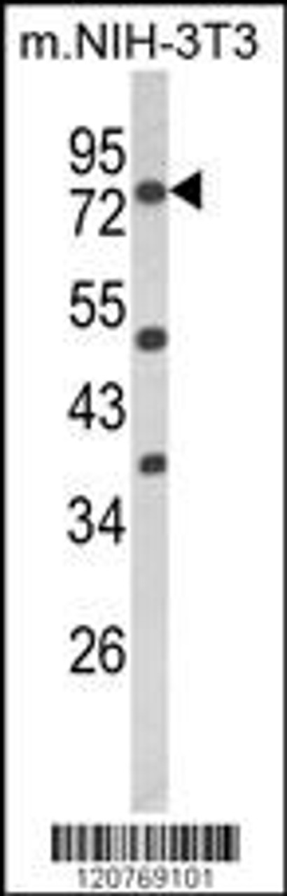 Western blot analysis of PRKCA Antibody in mouse NIH-3T3 cell line lysates (35ug/lane)