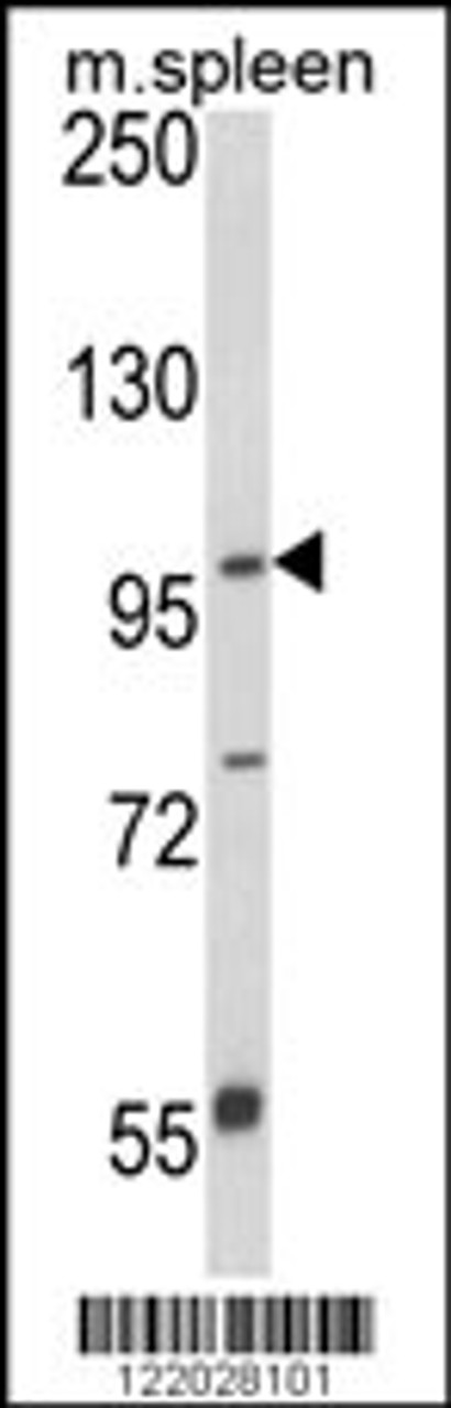 Western blot analysis of ANO5 Antibody in mouse spleen tissue lysates (35ug/lane)
