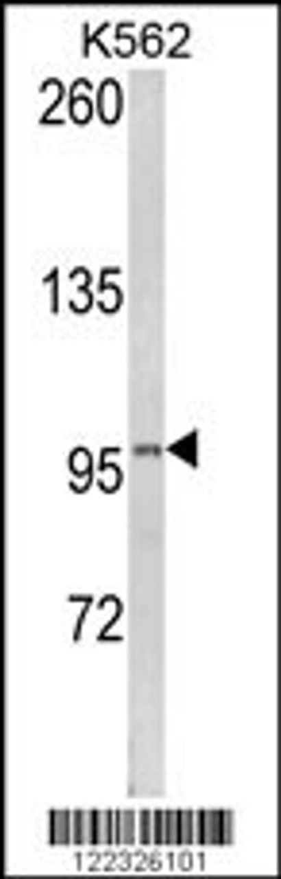 Western blot analysis of LPIN2 Antibody in K562 cell line lysates (35ug/lane) (2ug/ml)