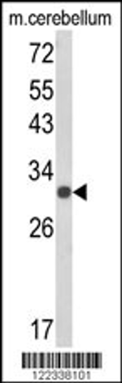 Western blot analysis of USF2 Antibody in mouse cerebellum tissue lysates (35ug/lane)