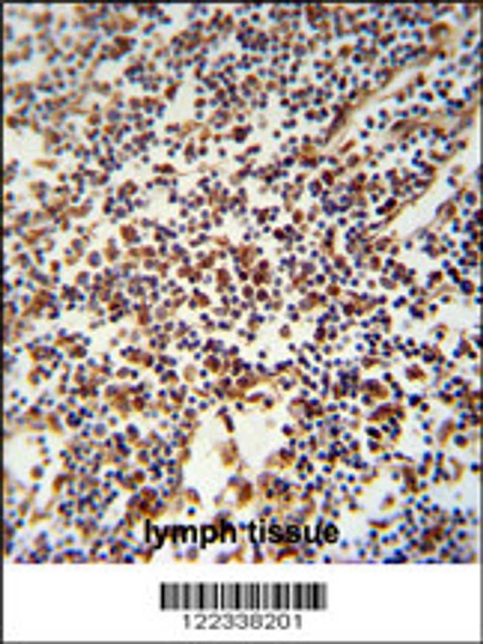 USF2 Antibody immunohistochemistry analysis in formalin fixed and paraffin embedded human lymph tissue followed by peroxidase conjugation of the secondary antibody and DAB staining.
