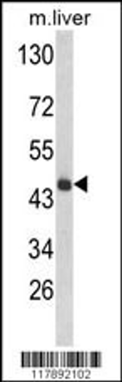 Western blot analysis of HPD Antibody in mouse liver tissue lysates (35ug/lane)