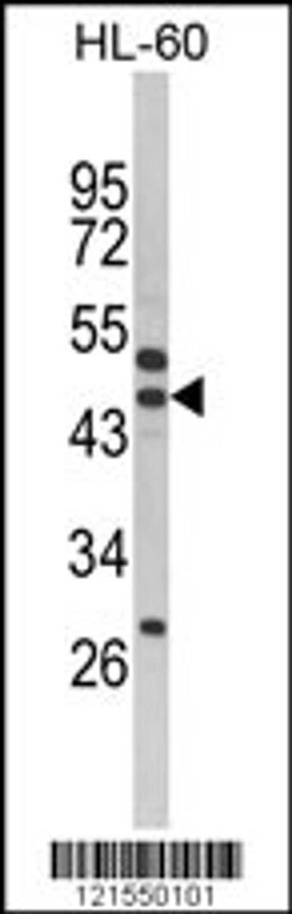 Western blot analysis of SERPINB7 Antibody in HL-60 cell line lysates (35ug/lane)