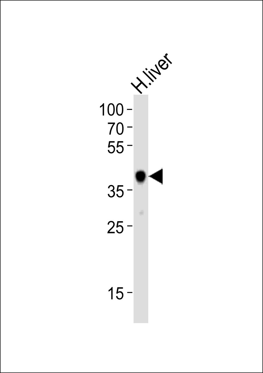 Western blot analysis of lysate from human liver tissue lysate, using HAO1 Antibody at 1:1000.