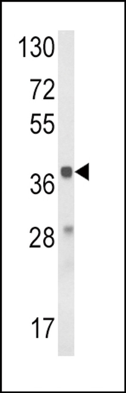 Western blot analysis of HAO1 Antibody in mouse liver tissue lysates (35ug/lane)