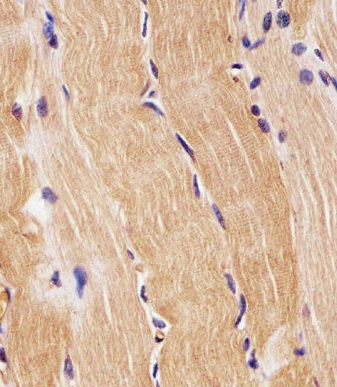 Antibody staining PRODH in H. skeletal muscle sections by Immunohistochemistry (IHC-P - paraformaldehyde-fixed, paraffin-embedded sections) .